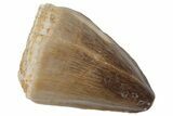 Fossil Mosasaur (Prognathodon) Tooth - Morocco #216990-1